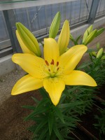 [5052 Scipione No01.JPG]